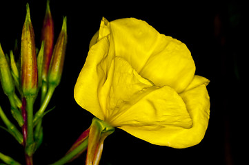 Image showing evening primrose