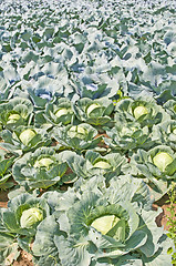 Image showing cultivation of kale