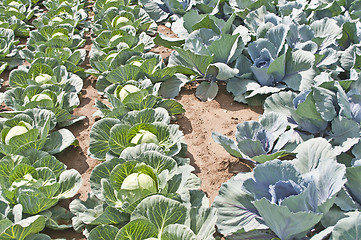 Image showing cultivation of kale