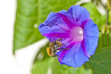 Image showing bumble bee on morning glory