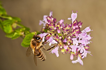 Image showing bee on majoram