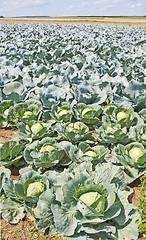 Image showing cultivation of kale