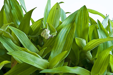 Image showing Bejing Grass