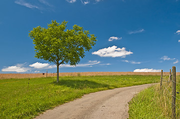 Image showing tree in summertime