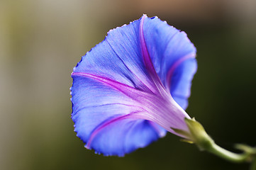 Image showing morning glory