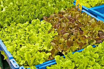 Image showing seedlings of salad
