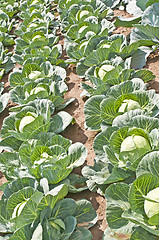 Image showing cultivation of kale