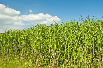 Image showing switch grass