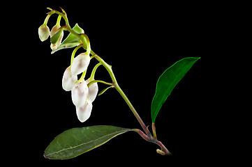 Image showing Gaultheria procumbens engl