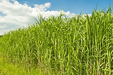 Image showing switch grass