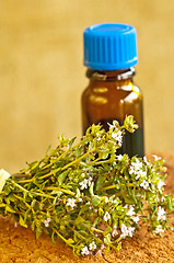 Image showing thyme