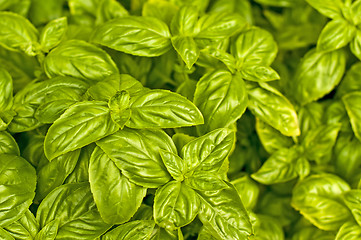 Image showing basil