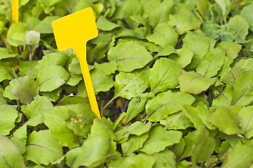 Image showing seedling of stem cabbage