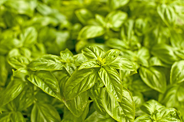 Image showing basil