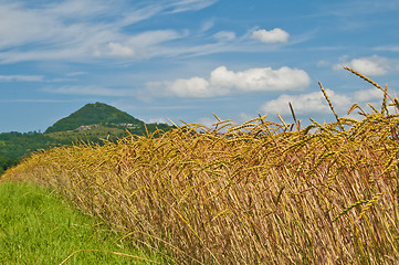 Image showing spelt