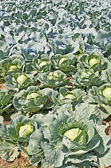 Image showing cultivation of kale