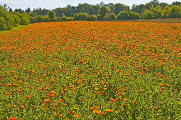 Image showing marigold field