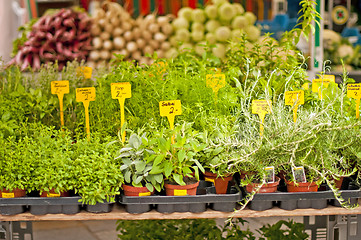 Image showing kitchen herbs