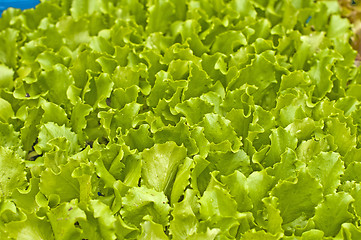 Image showing seedlings of salad