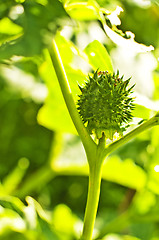 Image showing thornapple