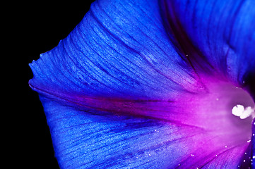 Image showing morning glory