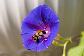 Image showing bumble bee on morning glory