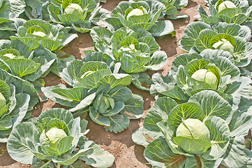 Image showing cultivation of kale