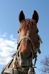 Image showing Work horse