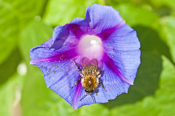 Image showing bumble bee on morning glory