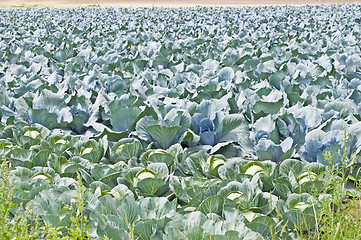 Image showing cultivation of blue kale