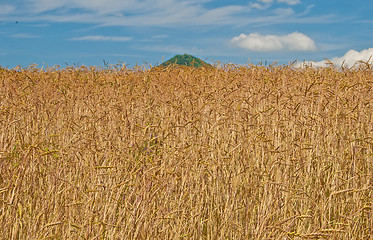 Image showing spelt