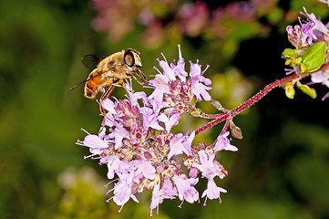 Image showing bee on majoram