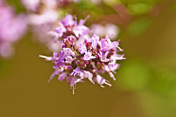 Image showing oregano blooming