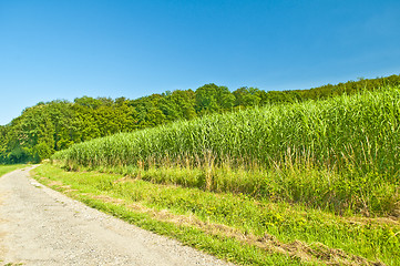 Image showing switch grass