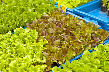 Image showing seedlings of salad