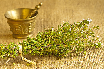 Image showing thyme