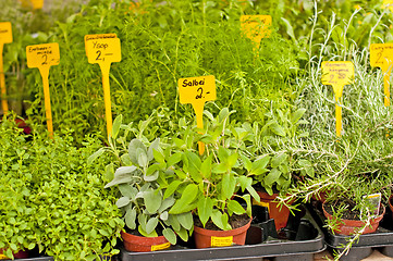 Image showing kitchen herbs
