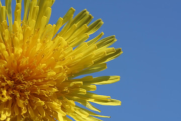 Image showing Dandelion