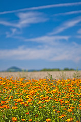 Image showing marigold field