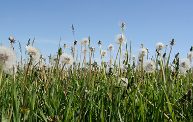 Image showing Dandelions