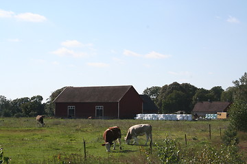 Image showing Farm with cows