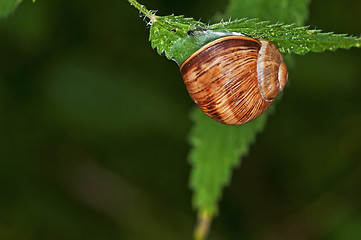 Image showing lage garden snail, Helix pomatia