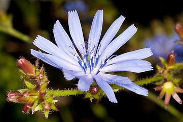 Image showing Medicinal plant chicory