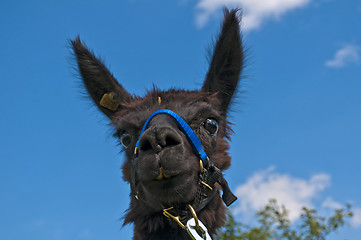 Image showing Alpaca, Vicugna pacos