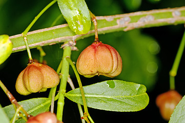 Image showing European spindle tree