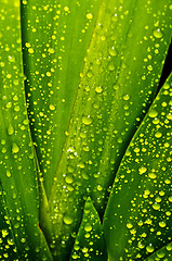 Image showing green with drops