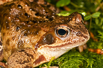 Image showing agile frog, Rana dalmatina