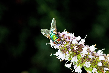 Image showing fly, Lucilia caesar.