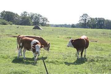 Image showing Cows on pasturage