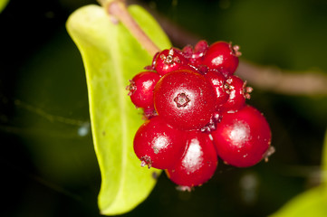 Image showing Chinese medicinal plant honeysuckle